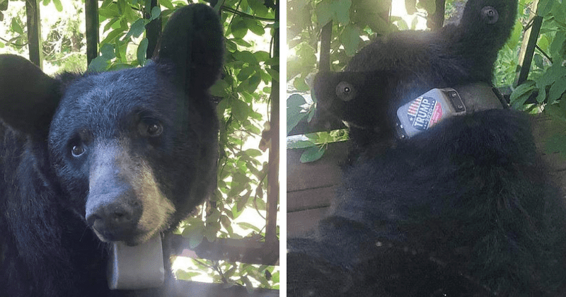 Who is sticking Trump 2020 tags on bears' collars in North Carolina? Animal lovers announce reward for info