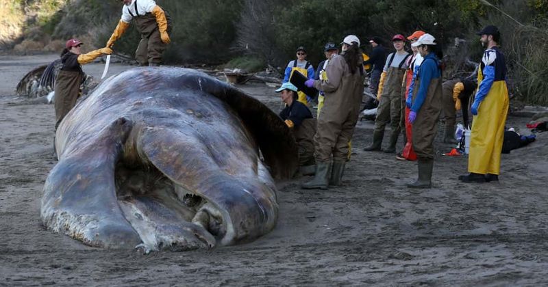 High levels of toxic pollutants found in stranded whales, dolphins in Florida and North Carolina: Study