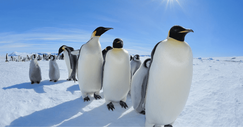 Scientists find close to 20% more emperor penguin colonies in Antarctica, could raise total numbers by 5-10%