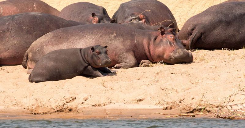 Herbivores like rhinos and tortoises face greater risk of extinction than predators, reveals analysis
