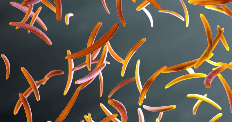 Only 4% of parasites are harmful while the rest play important roles, here's why we need to save them