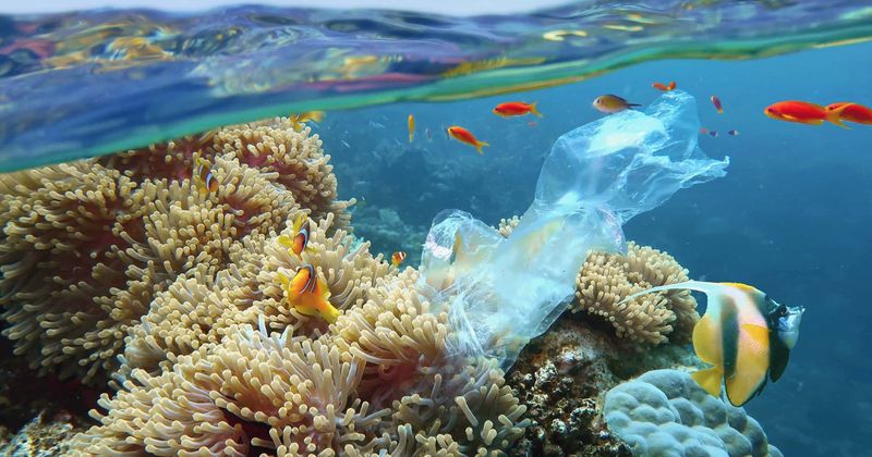 Microplastics can carry dangerous pathogens into oceans but unclear if they may cause disease outbreaks: Study