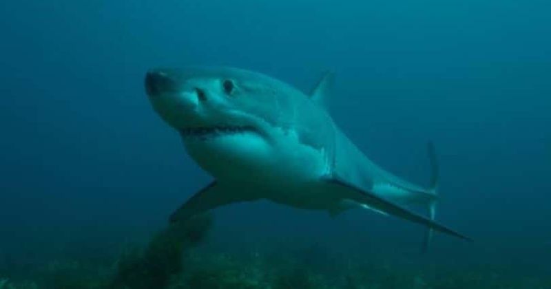 EXCLUSIVE | Researcher David Shiffman reveals what's wrong with Shark Week and why Tyson special is a 'new low'