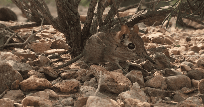 Mouse-sized elephant shrew Somali Sengi rediscovered after 50 years in Africa, thanks to locals