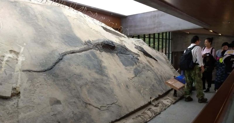 Prehistoric dolphin-like reptile's stomach record hints it hunted large preys, shows evidence of megapredation