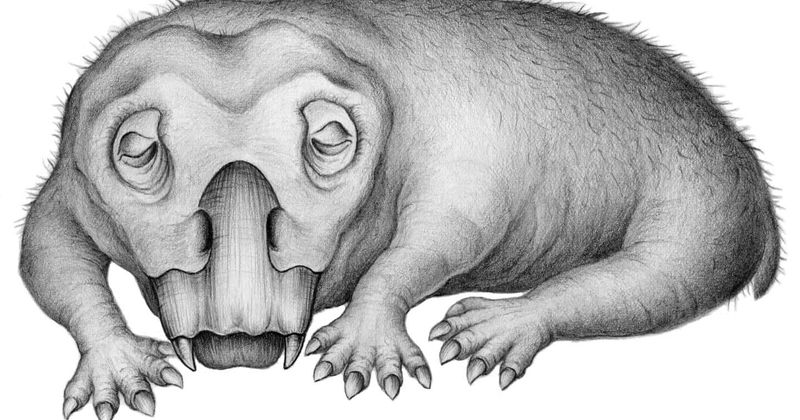 What's Lystrosaurus? Evidence of hibernation-like state found in tusked animal that existed before dinosaurs