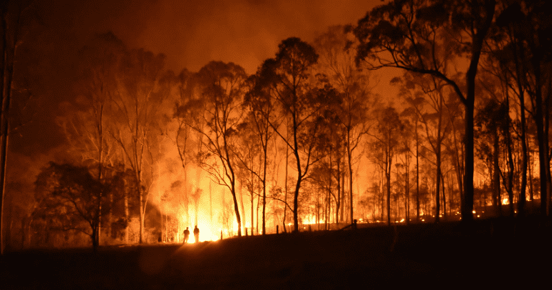 Forest fires are up by 13% in 2020, more intense and can cross 2019’s record-breaking numbers: Study