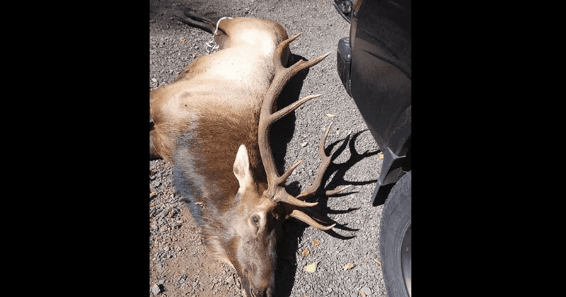 Oregon hunter, 66, gored to death by bull elk he had shot and injured with an arrow the previous day