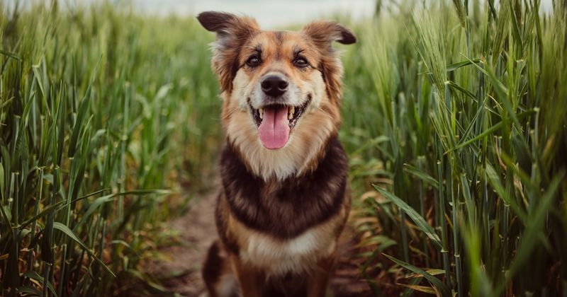 Newborn mauled to death after massive family dog jumps pen, parents arrested on gross negligence manslaughter