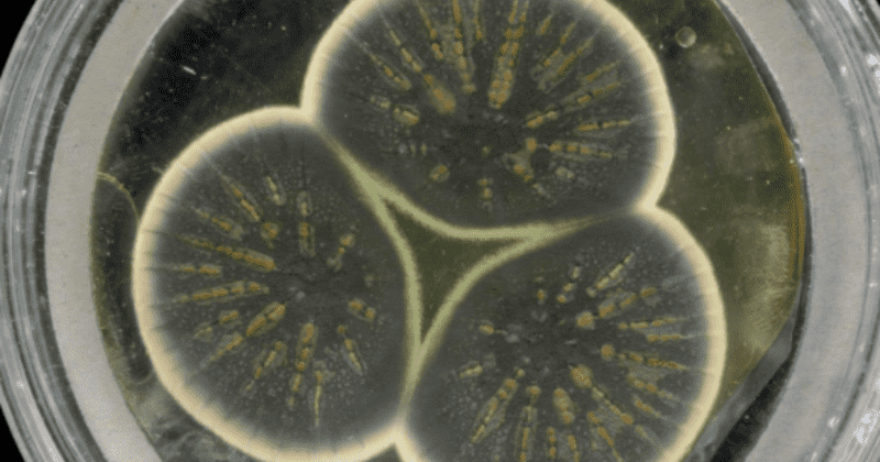 92 years after fungus gave the world its first antibiotic penicillin, scientists have sequenced its genome
