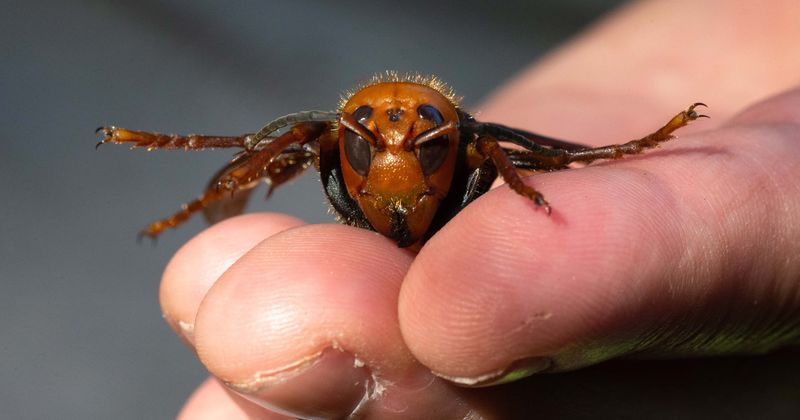 What are 'murder hornets'? Washington officials prepare to destroy first Asian giant hornet nest discovered