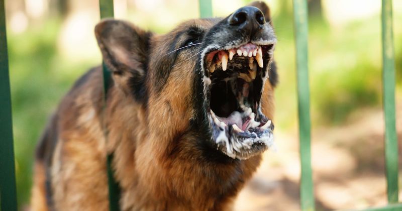 Virginia infant mauled to death by family's pet German Shepherd while baby was sleeping beside parents