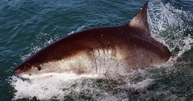 12-year-old loses arm, tour guide his leg in rare shark attack while snorkelling in Red Sea off Egyptian coast