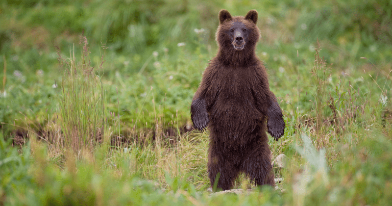 Why Tongass National Forest is important? How Trump's move to lift protections impacts US' last climate sanctuary