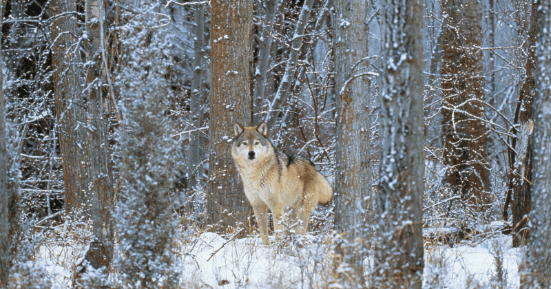 Trump administration removes gray wolves from endangered species list, experts dub move 'premature and reckless'