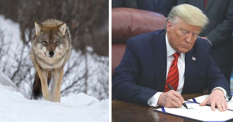 Is Trump eying swing states by removing gray wolves from endangered list? POTUS believes 'he can flip Minnesota'