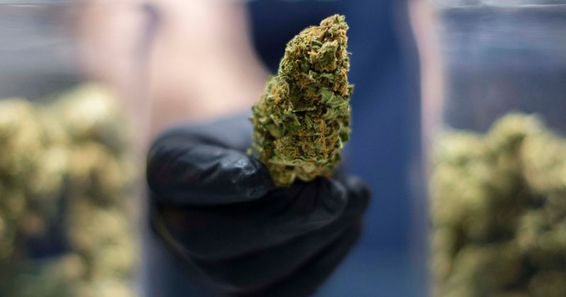 New Jersey and Arizona vote to legalize marijuana, Internet says ‘release inmates’ with weed-related charges