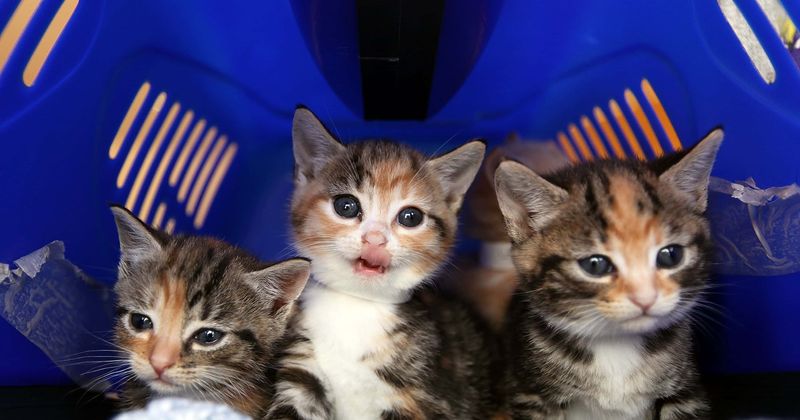 What is Kill with Eva? Internet sleuths hunt for animal murderer who posted chopped up kitten limbs on Instagram