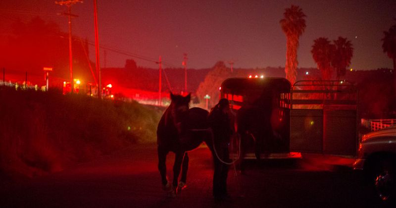California fires claim lives of dozens of horses as communities lie in tatters