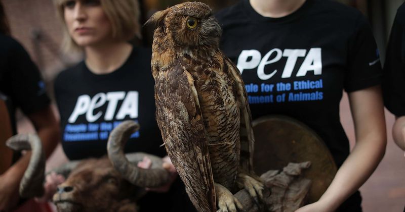 Does PETA kill animals? Animal rights group labeled 'slaughterhouse' after stuffed human Thanksgiving message