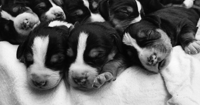 34 puppies on their way to slaughterhouses in China rescued, flown to New York to be adopted