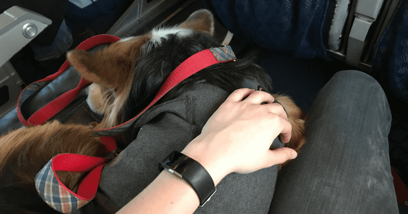 Airlines no longer required to accommodate passengers with ‘emotional support’ animals, rules US department