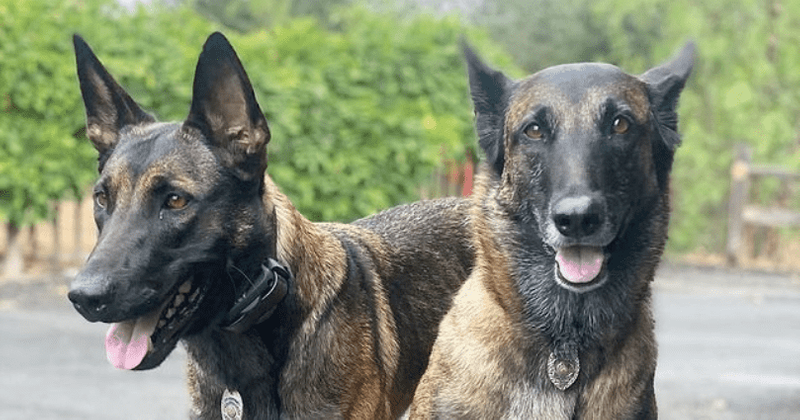 ‘SEAL Team’ Season 4 Episode 3: Who owns Cerberus in real life? Meet Dita's sister Pepper, the new dog on the show