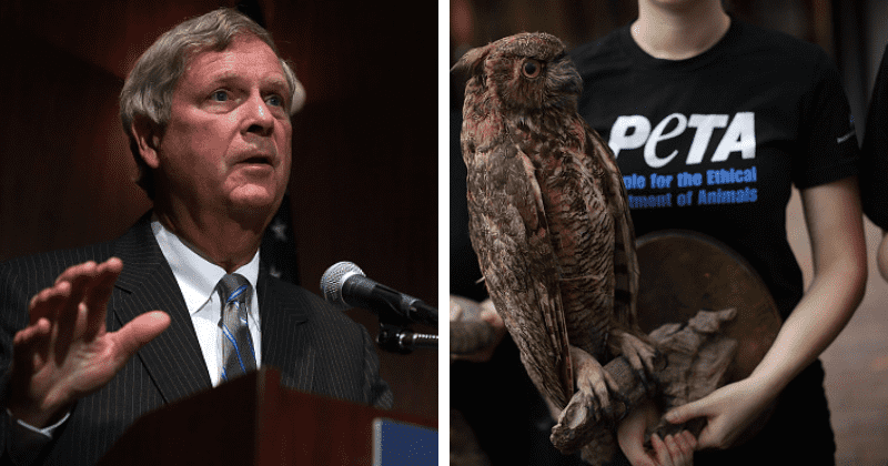 PETA slams Tom Vilsack as Joe Biden picks him as agriculture secy, says he failed to protect animals in Obama-era
