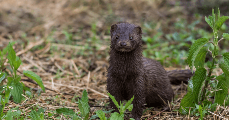 Utah mink found near infected fur farm confirmed as first known Covid-19 case in a wild animal
