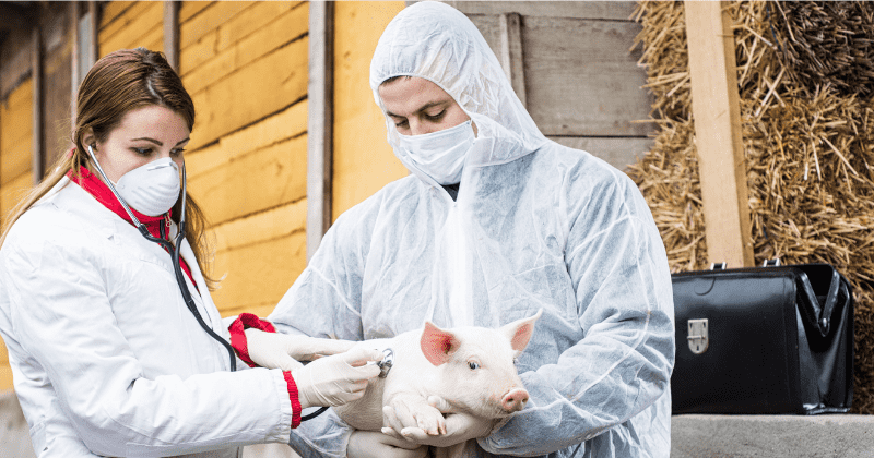 FDA approves genetically modified pigs to facilitate safer food, medical products for people with allergies