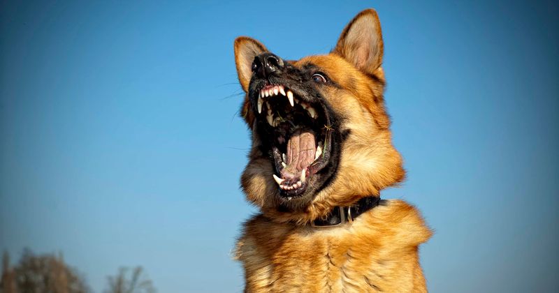 Dion Bush: Minnesota 14-year-old mauled to death by German Shepherd at his family's dog breeding farm