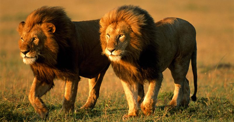 Girl, 14, mauled to death by two lions as she steps out for toilet, cousin saves herself by diving into tank