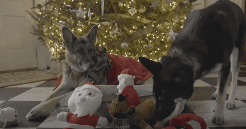 Joe Biden's dogs Champ and Major star in adorable Christmas video, Internet 'can't wait to have pets back in WH'