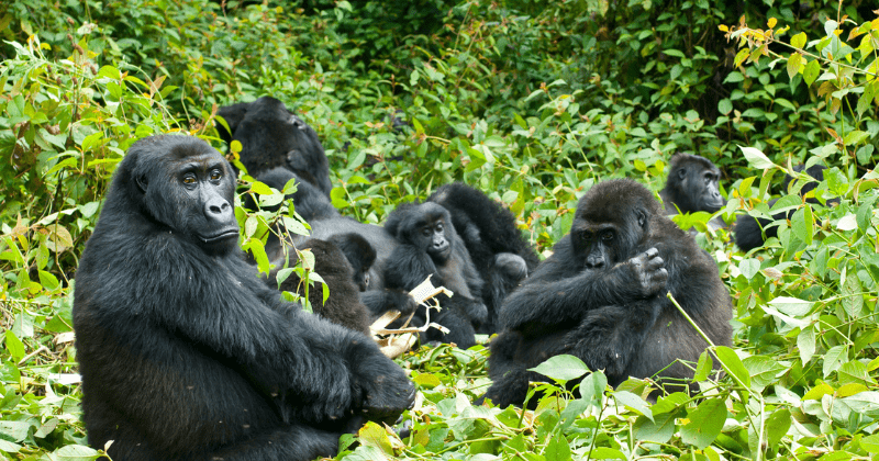 Gorillas at San Diego zoo test positive for Covid-19, here’s what’s known about first such case in great apes