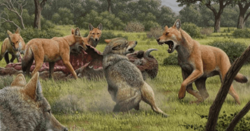 Were ‘Game of Thrones' dire wolves real? Here's why the beasts went extinct and they looked way different