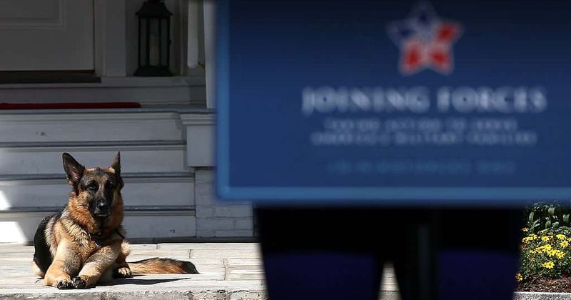 Who are Champ and Major? Joe Biden's German Shepherd to have 'indoguration' as pets return to the White House