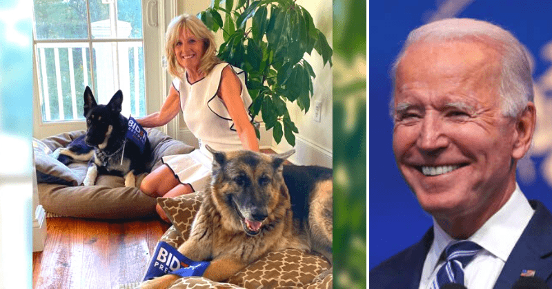 Joe Biden's German shepherd Major becomes first shelter dog in White House, Champ enjoys new bed by fireplace