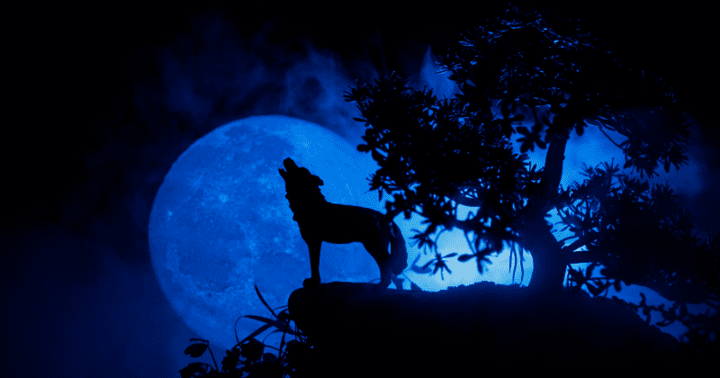 What is a ‘Wolf Moon’? Here’s why the wonderful spectacle takes place and when to watch it