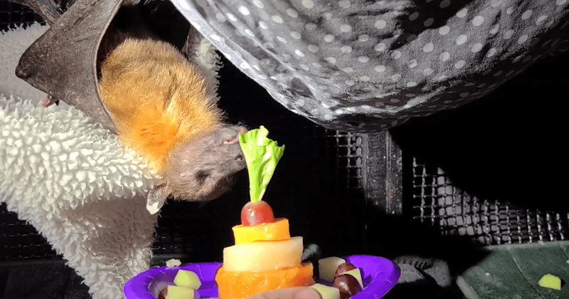Who is Statler? Meet the oldest living bat in captivity that has charmed the Internet