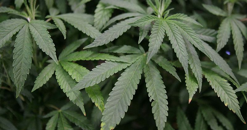 Gov Phil Murphy legalizes recreational marijuana in New Jersey but cops filed 2,378 possession charges in Jan
