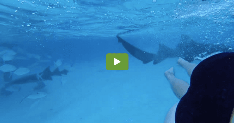 Man inadvertently films shark biting wife on their honeymoon