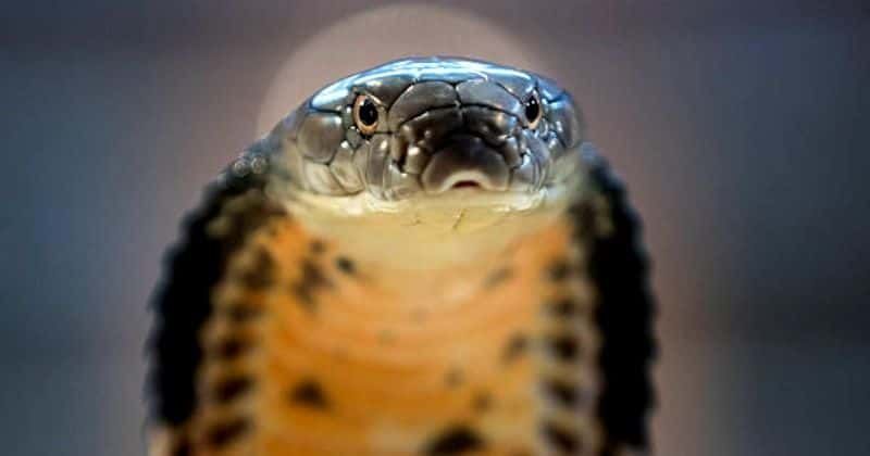 Humans could have toxic saliva like snakes soon: Shocking study claims they have the genetic ability to do so