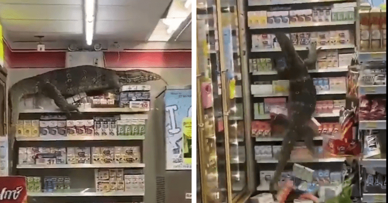 Monitor lizard scales shelves of a 7-Eleven in Thailand, Internet says 'Godzilla is just thirsty'