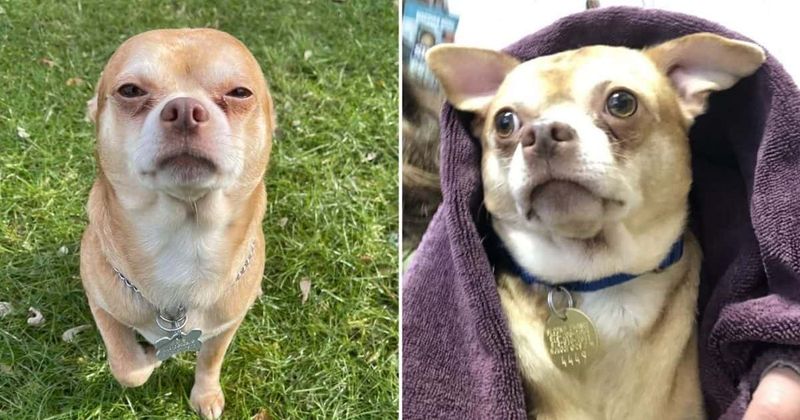 Prancer the Chihuahua: Rescue dog dubbed ‘neurotic, man-hating, children-hating’ in adoption post goes viral