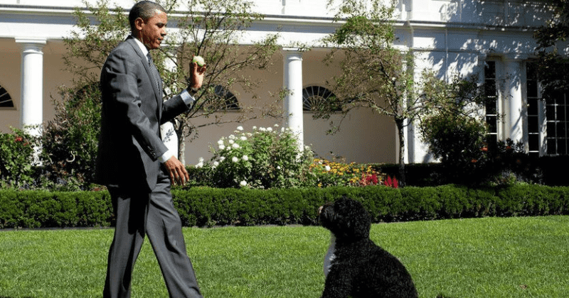 How did Barack Obama's dog Bo die? Ex-prez says 'lost true friend', Michelle calls him 'a comforting presence'