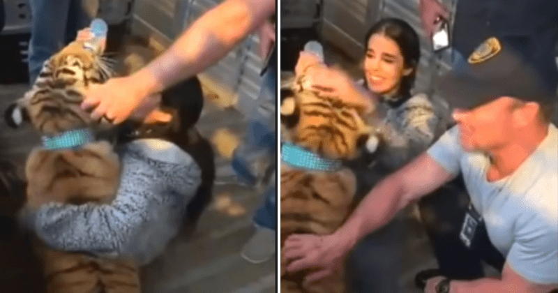 Who is Gia Cuevas? Murder suspect Victor Cuevas' wife hands over tiger India to cops after it was seen in Houston