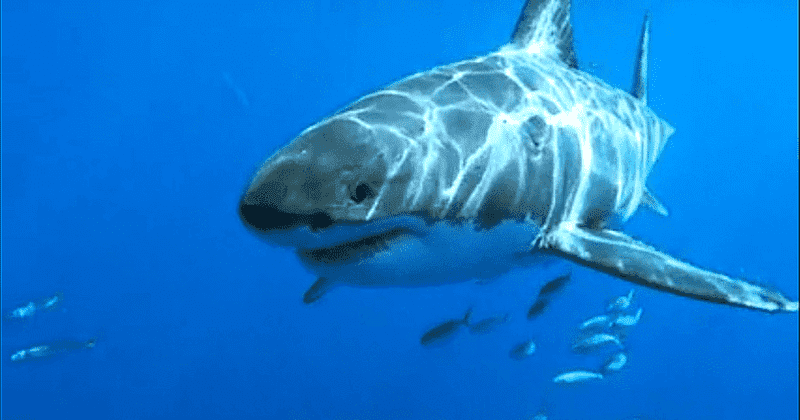 Why is California's Great White shark population rising? 'Red triangle' sees 30% more predators in 10 years