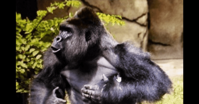 Harambe: Gorilla remembered 5 years after shot dead, Cincinnati Zoo blamed for 'cold-blooded murder'