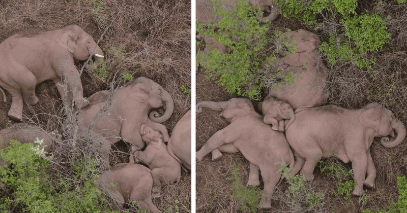 China's 'traveling elephants' go viral after walking for more than a year for 300 miles