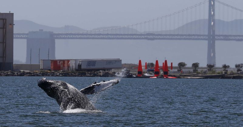 Who is Michael Packard? Cape Cod diver briefly swallowed by humpback whale like Jonah in Bible